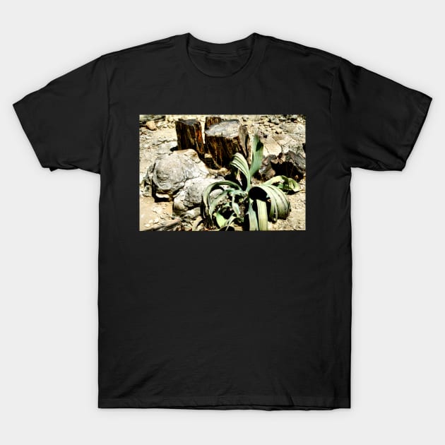 Welwitschia Plant in the Petrified Forest T-Shirt by Carole-Anne